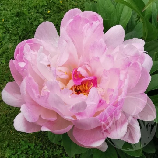 Petite Elegance IMG_20250526_114606 výřez_result_result